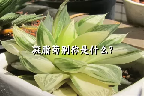 凝脂菊别称是什么？