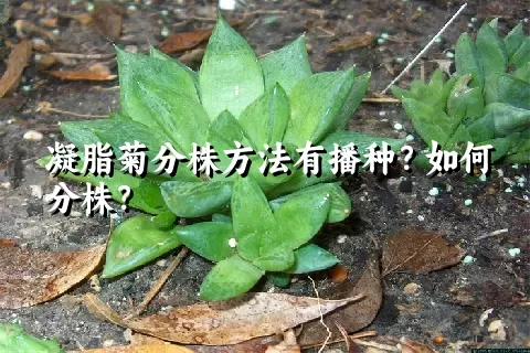 凝脂菊分株方法有播种？如何分株？