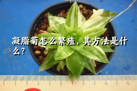 凝脂菊怎么繁殖，其方法是什么？