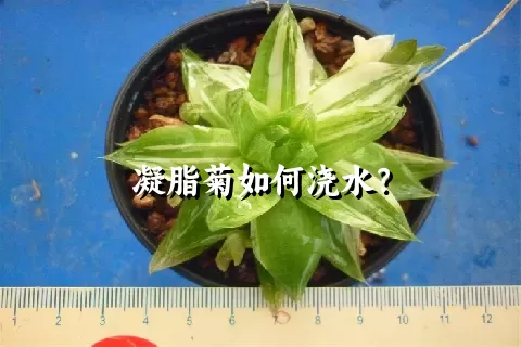 凝脂菊如何浇水？