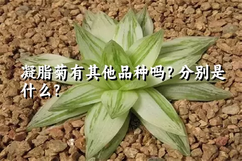 凝脂菊有其他品种吗？分别是什么？