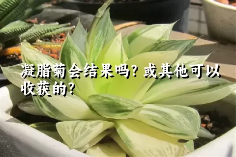 凝脂菊会结果吗？或其他可以收获的？