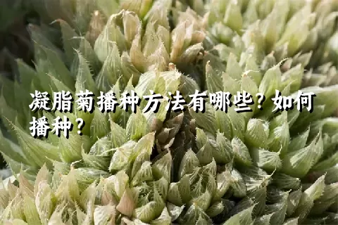 凝脂菊播种方法有哪些？如何播种？