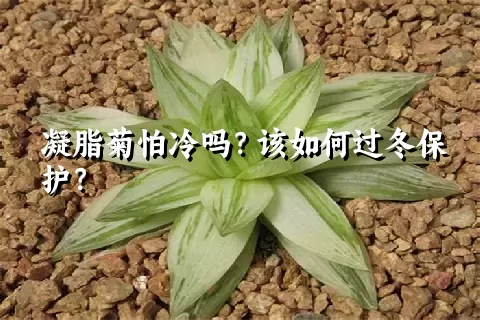 凝脂菊怕冷吗？该如何过冬保护？