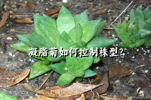 凝脂菊如何控制株型？