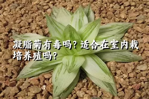 凝脂菊有毒吗？适合在室内栽培养殖吗？