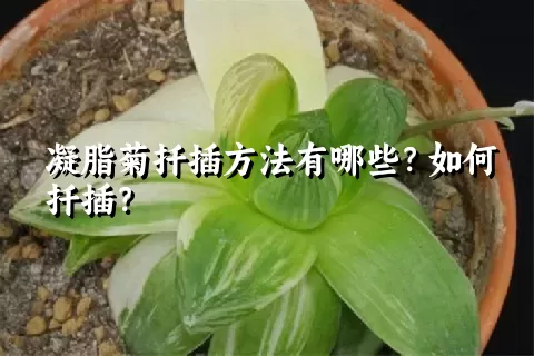 凝脂菊扦插方法有哪些？如何扦插？