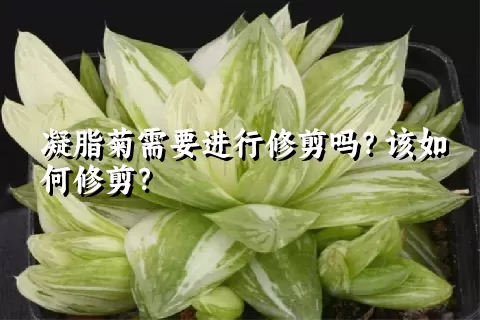 凝脂菊需要进行修剪吗？该如何修剪？