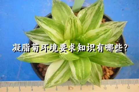 凝脂菊环境要求知识有哪些？