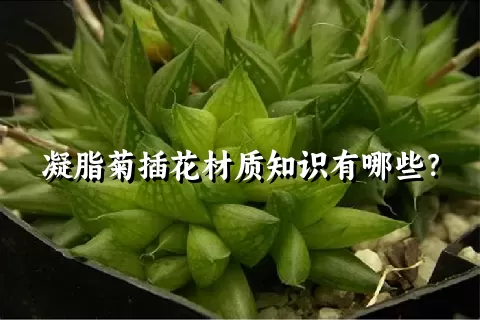 凝脂菊插花材质知识有哪些？