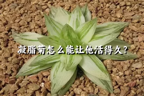 凝脂菊怎么能让他活得久？