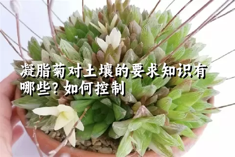 凝脂菊对土壤的要求知识有哪些？如何控制