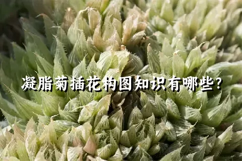 凝脂菊插花构图知识有哪些？