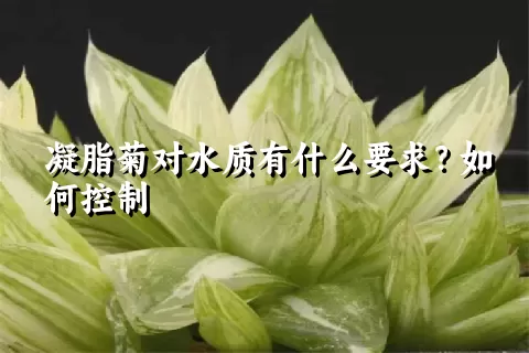 凝脂菊对水质有什么要求？如何控制