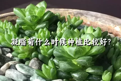 凝脂菊什么时候种植比较好？