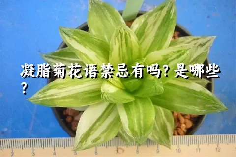 凝脂菊花语禁忌有吗？是哪些？