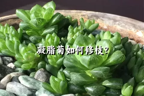 凝脂菊如何修枝？