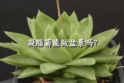 凝脂菊能做盆景吗？