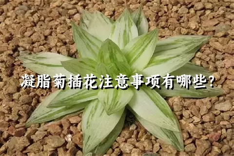 凝脂菊插花注意事项有哪些？