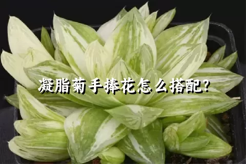 凝脂菊手捧花怎么搭配？