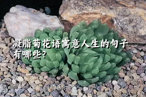 凝脂菊花语寓意人生的句子有哪些？