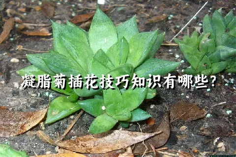 凝脂菊插花技巧知识有哪些？