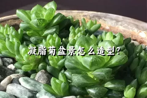 凝脂菊盆景怎么造型？