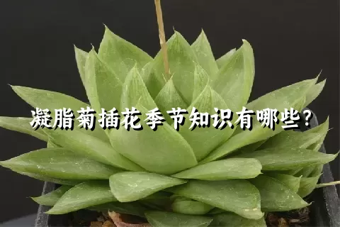 凝脂菊插花季节知识有哪些？