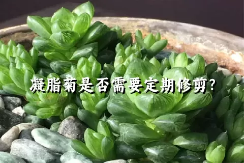 凝脂菊是否需要定期修剪？