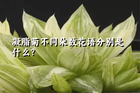 凝脂菊不同朵数花语分别是什么？