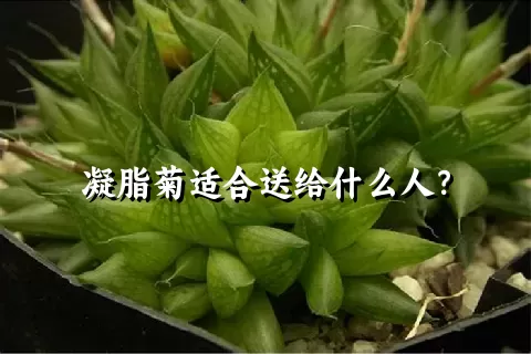 凝脂菊适合送给什么人？