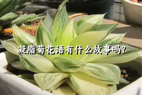 凝脂菊花语有什么故事吗？