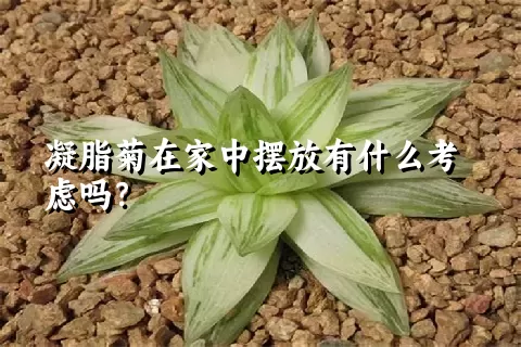 凝脂菊在家中摆放有什么考虑吗？