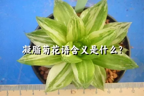 凝脂菊花语含义是什么？