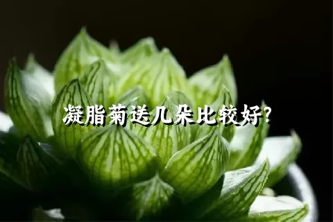 凝脂菊送几朵比较好？