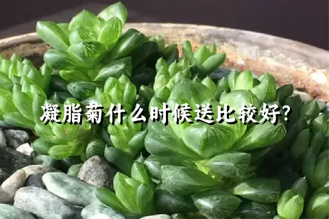 凝脂菊什么时候送比较好？