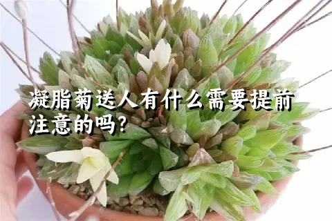 凝脂菊送人有什么需要提前注意的吗？