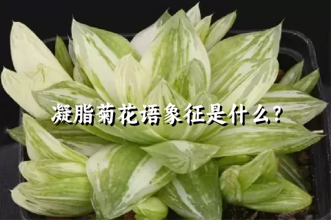 凝脂菊花语象征是什么？