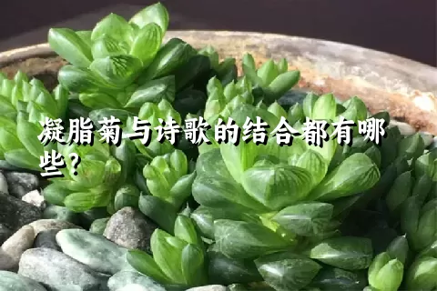 凝脂菊与诗歌的结合都有哪些？