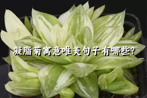 凝脂菊寓意唯美句子有哪些？