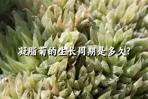 凝脂菊的生长周期是多久?