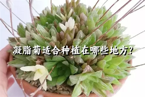 凝脂菊适合种植在哪些地方?