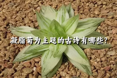 凝脂菊为主题的古诗有哪些？