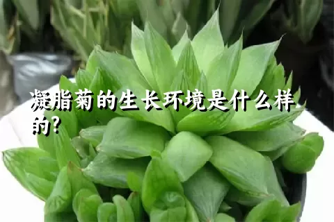 凝脂菊的生长环境是什么样的?