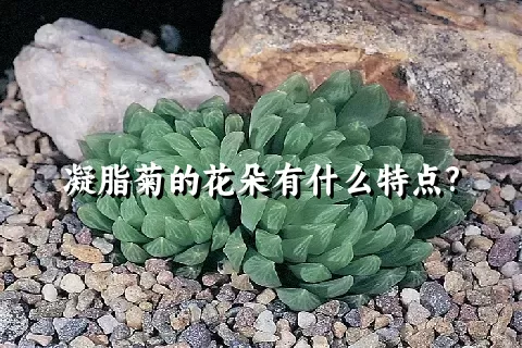 凝脂菊的花朵有什么特点?