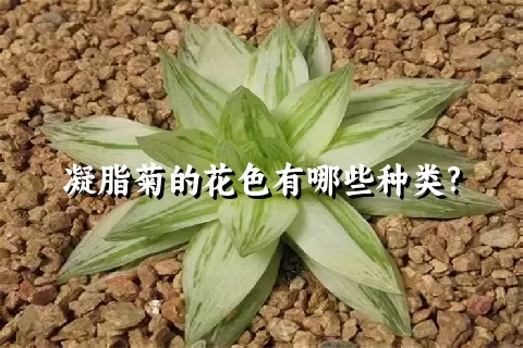 凝脂菊的花色有哪些种类?