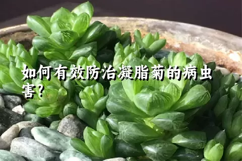 如何有效防治凝脂菊的病虫害?