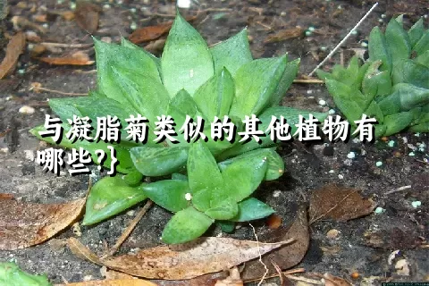 与凝脂菊类似的其他植物有哪些?}