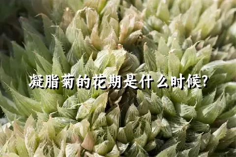 凝脂菊的花期是什么时候?