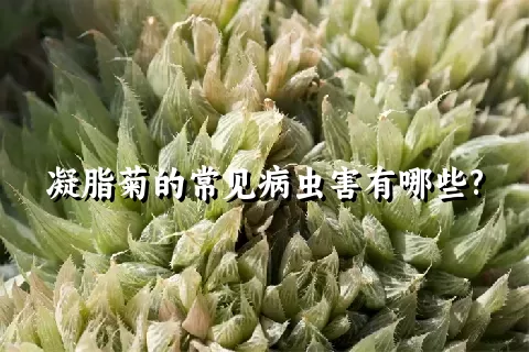 凝脂菊的常见病虫害有哪些?